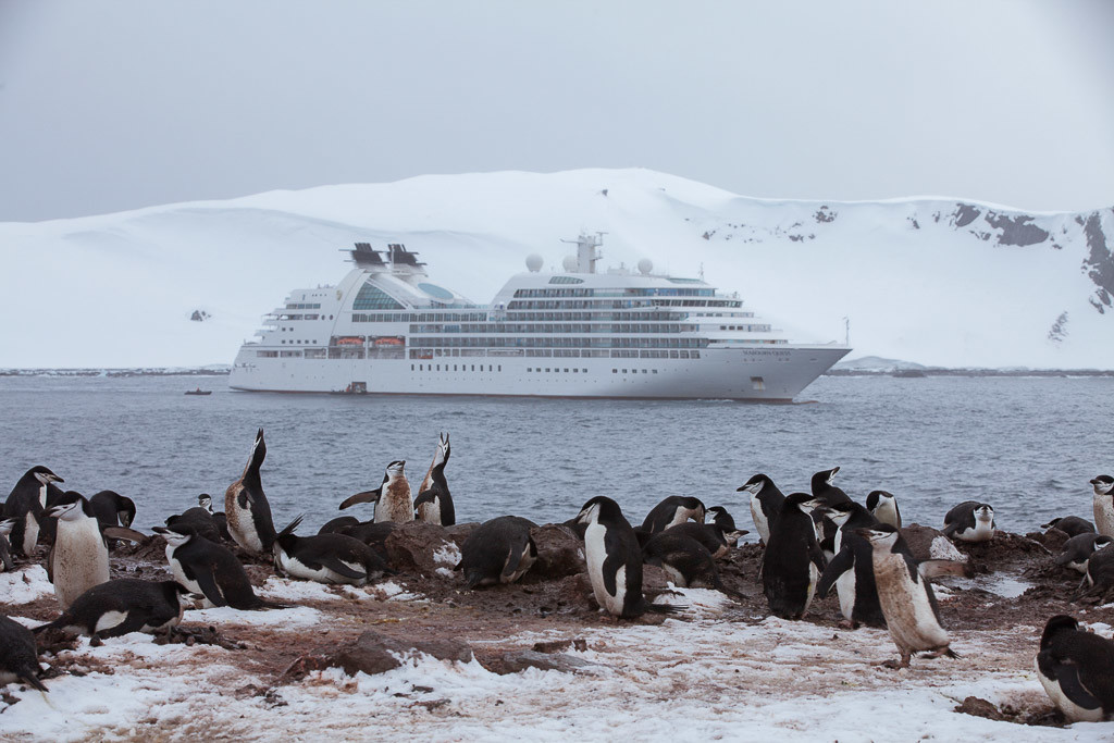 penguin cruise